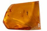 Detailed Fossil Beetle (Coleoptera) In Baltic Amber #90841-1